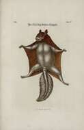 Image de Pteromys G. Cuvier 1800