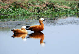 Image of Ruddy Shelduck