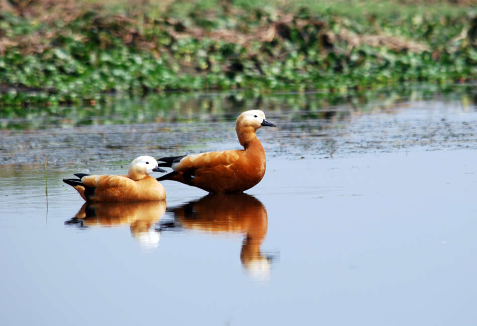 Image of Ruddy Shelduck