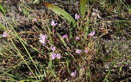 Image of Lachnaea uniflora (L.) Cr.