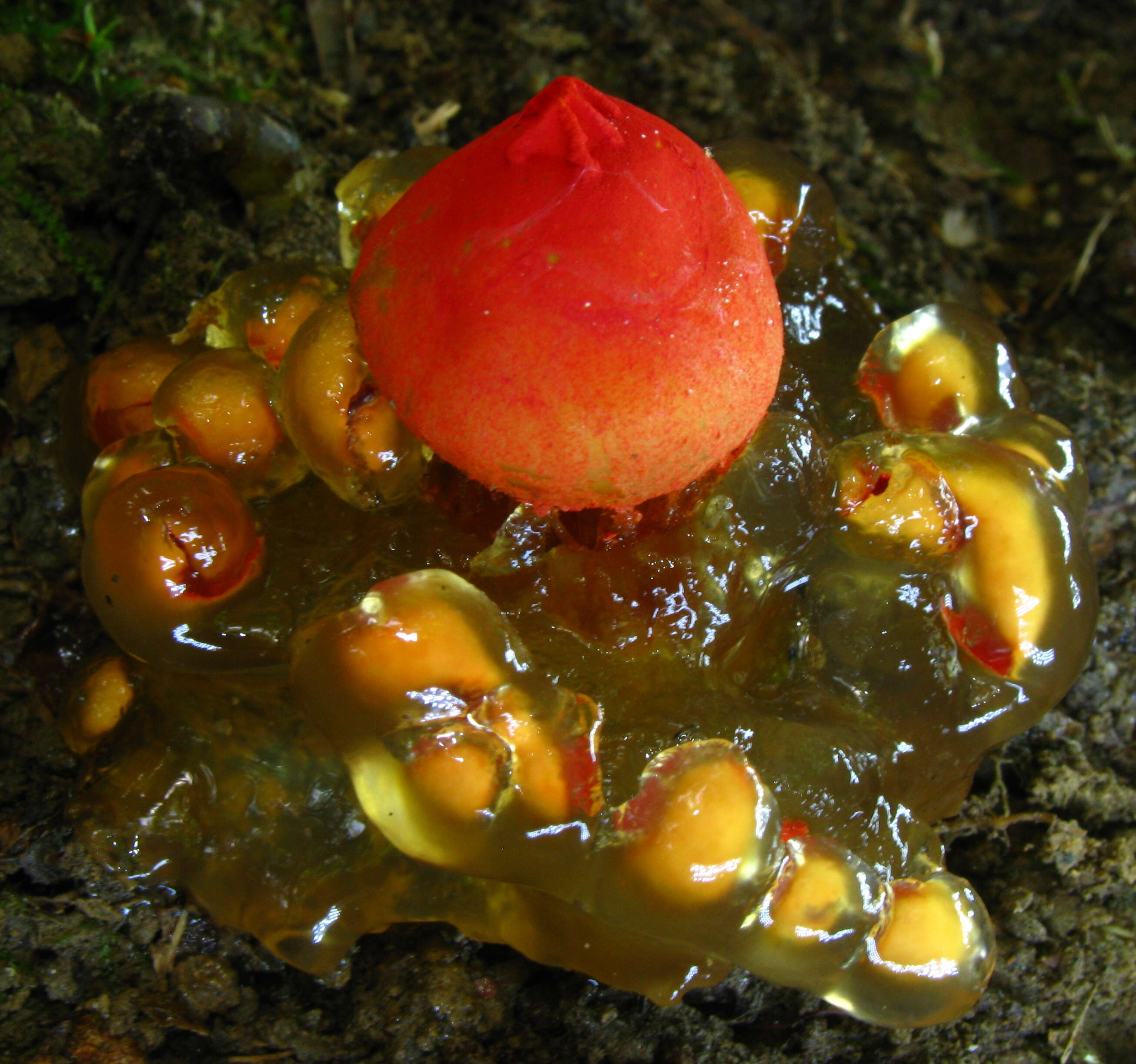 Image of Red aspic puffball