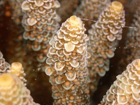 Plancia ëd Acropora millepora (Ehrenberg 1834)