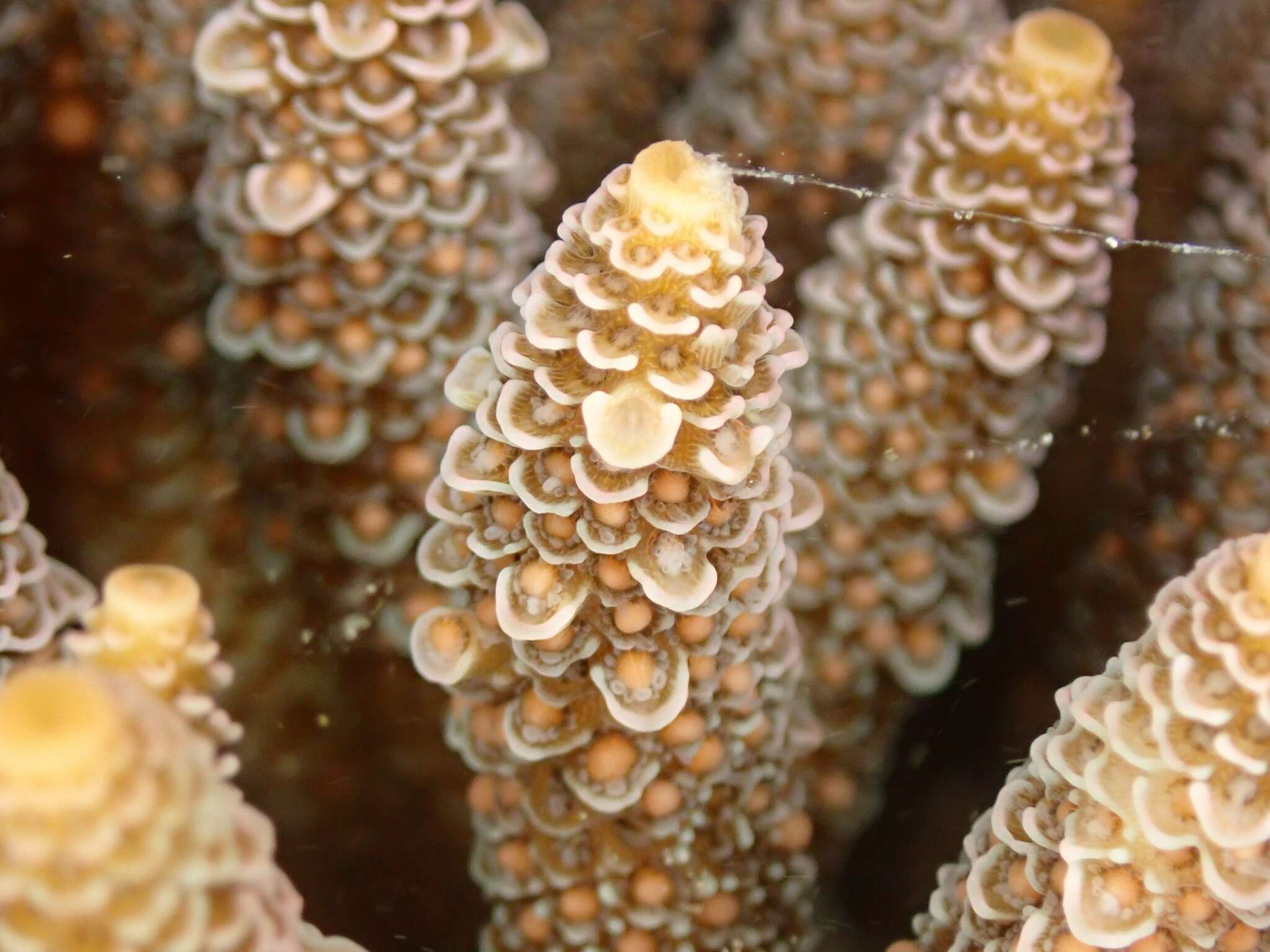 Image de Acropora millepora (Ehrenberg 1834)