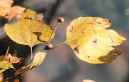 Image of Lindera obtusiloba Bl.