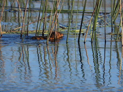 Image of Brazilian Marsh Rat