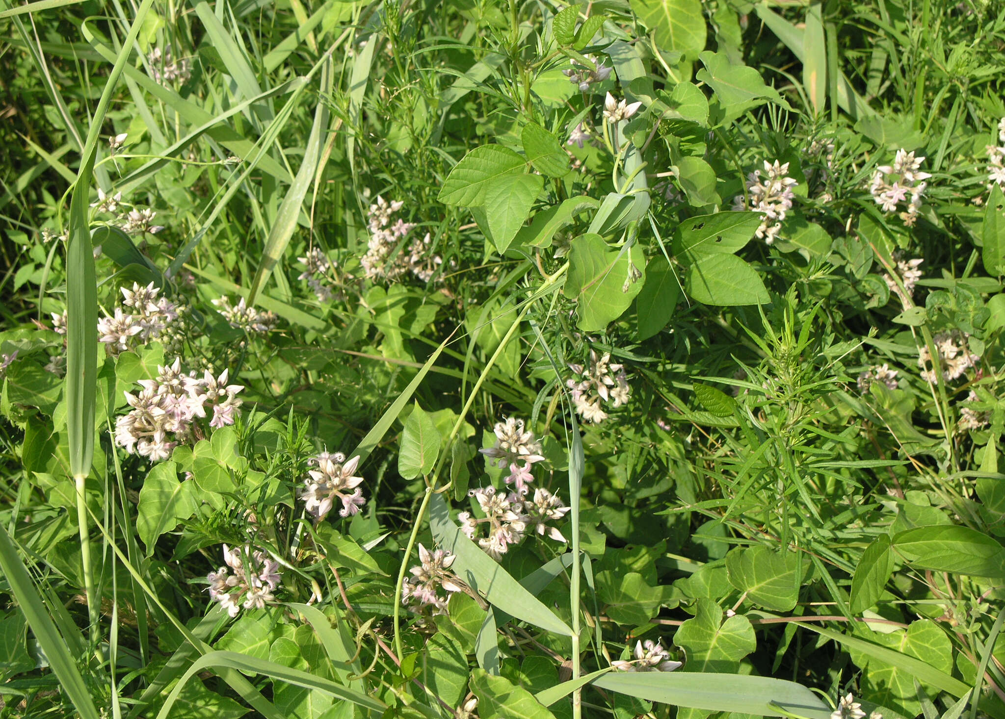 Image of Cynanchum rostellatum (Turcz.) Liede & Khanum