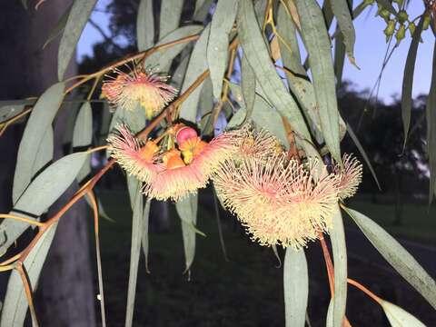 Слика од Eucalyptus torquata Luehm.