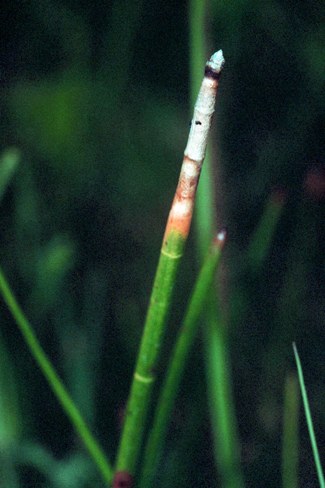 Image of jointed spikesedge