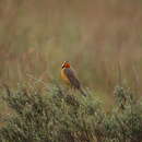 Macronyx capensis colletti Schou 1908 resmi