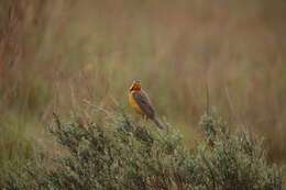 Plancia ëd Macronyx capensis colletti Schou 1908