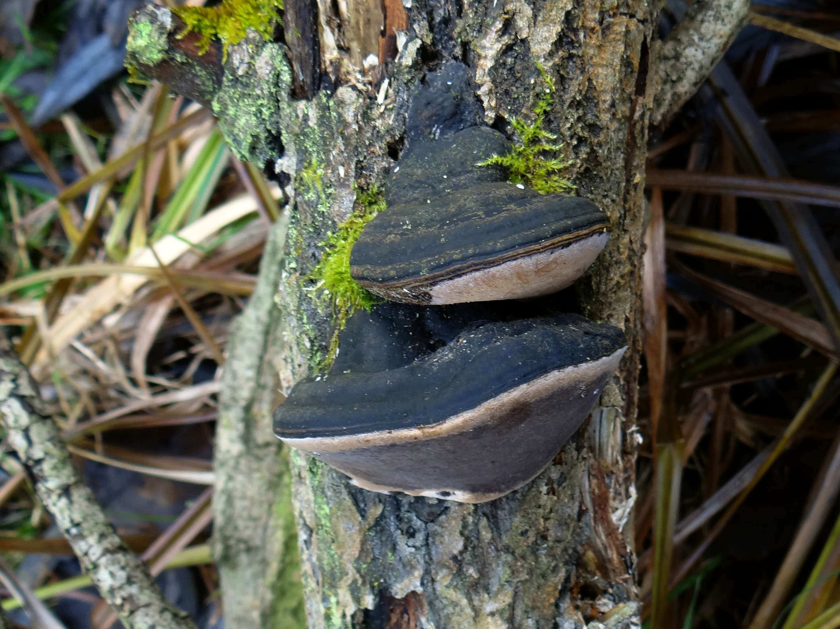 Phellinus igniarius (L.) Quél. 1886 resmi