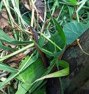 Image of Non-banded Philippine Burrowing Snake