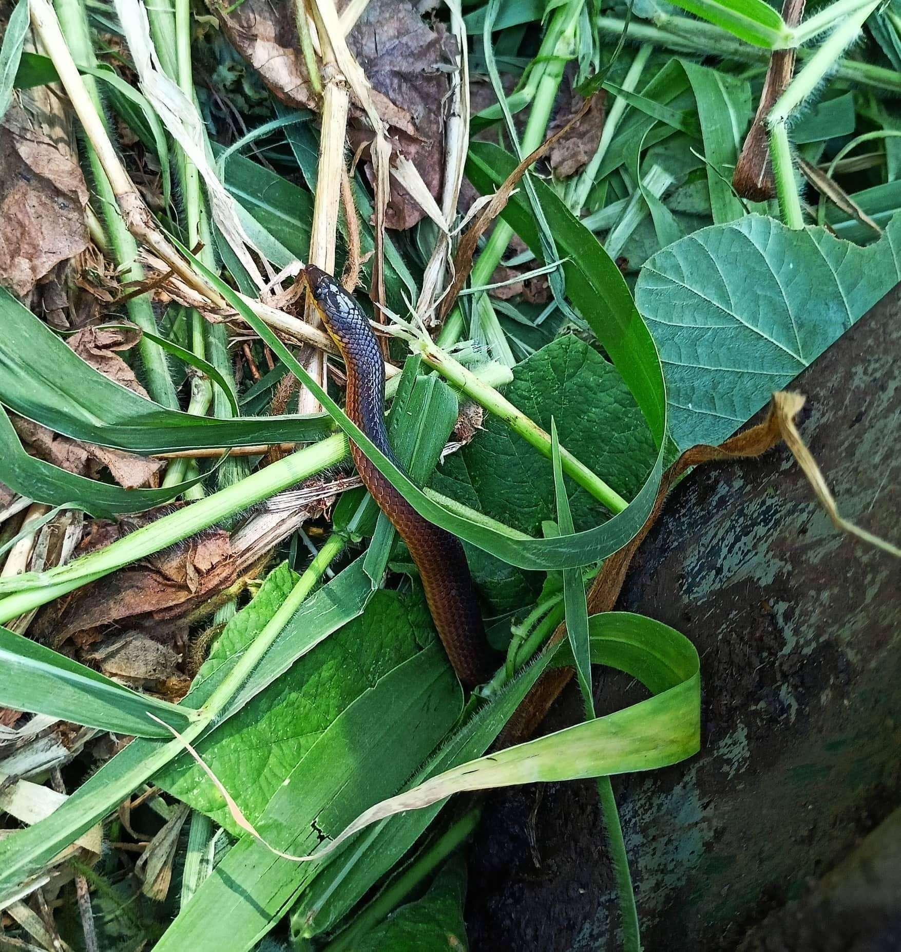 Image of Non-banded Philippine Burrowing Snake