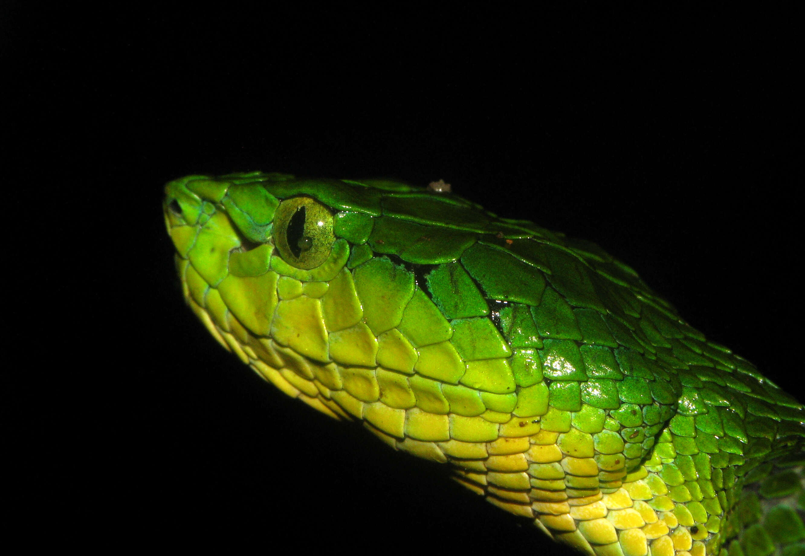 Image of large-scaled pitviper