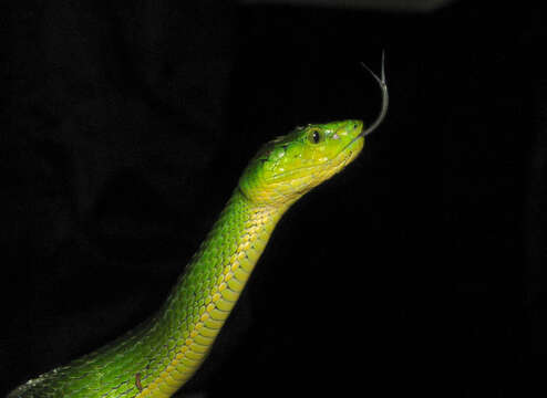 صورة Trimeresurus subgen. Peltopelor Günther 1864