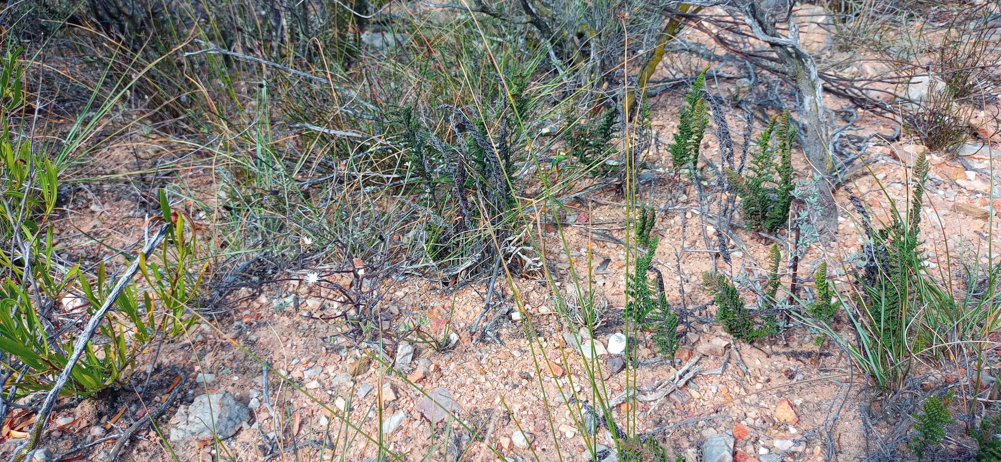 Plancia ëd Cheilanthes contracta Kunze