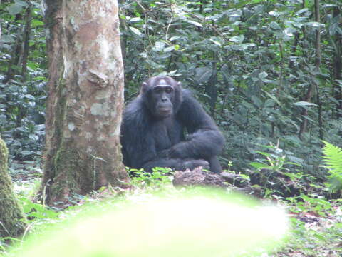 Image of chimpanzee