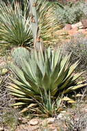 Image de Agave gracilipes Trel.