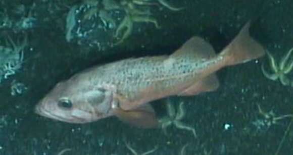 Image of Rougheye rockfish