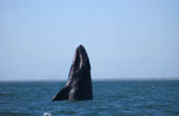 Image of gray whales