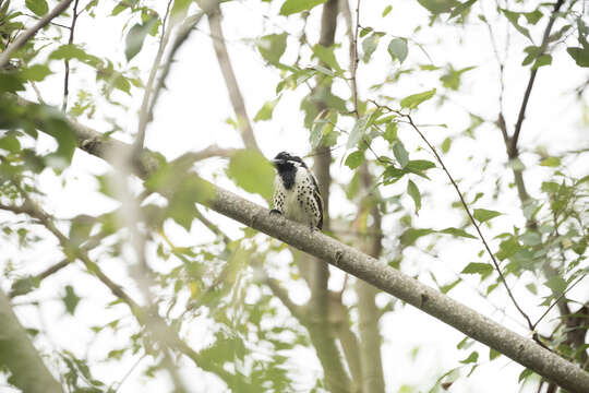 Image of Spot-flanked Barbet