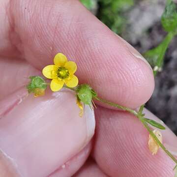 Image of Saxifraga cymbalaria subsp. cymbalaria