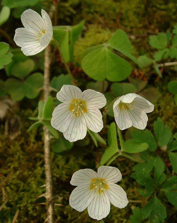 Imagem de Oxalis acetosella L.