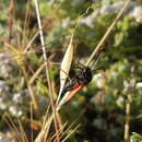 Imagem de Zygaena punctum Ochsenheimer 1808