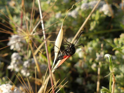 Image of Zygaena punctum Ochsenheimer 1808