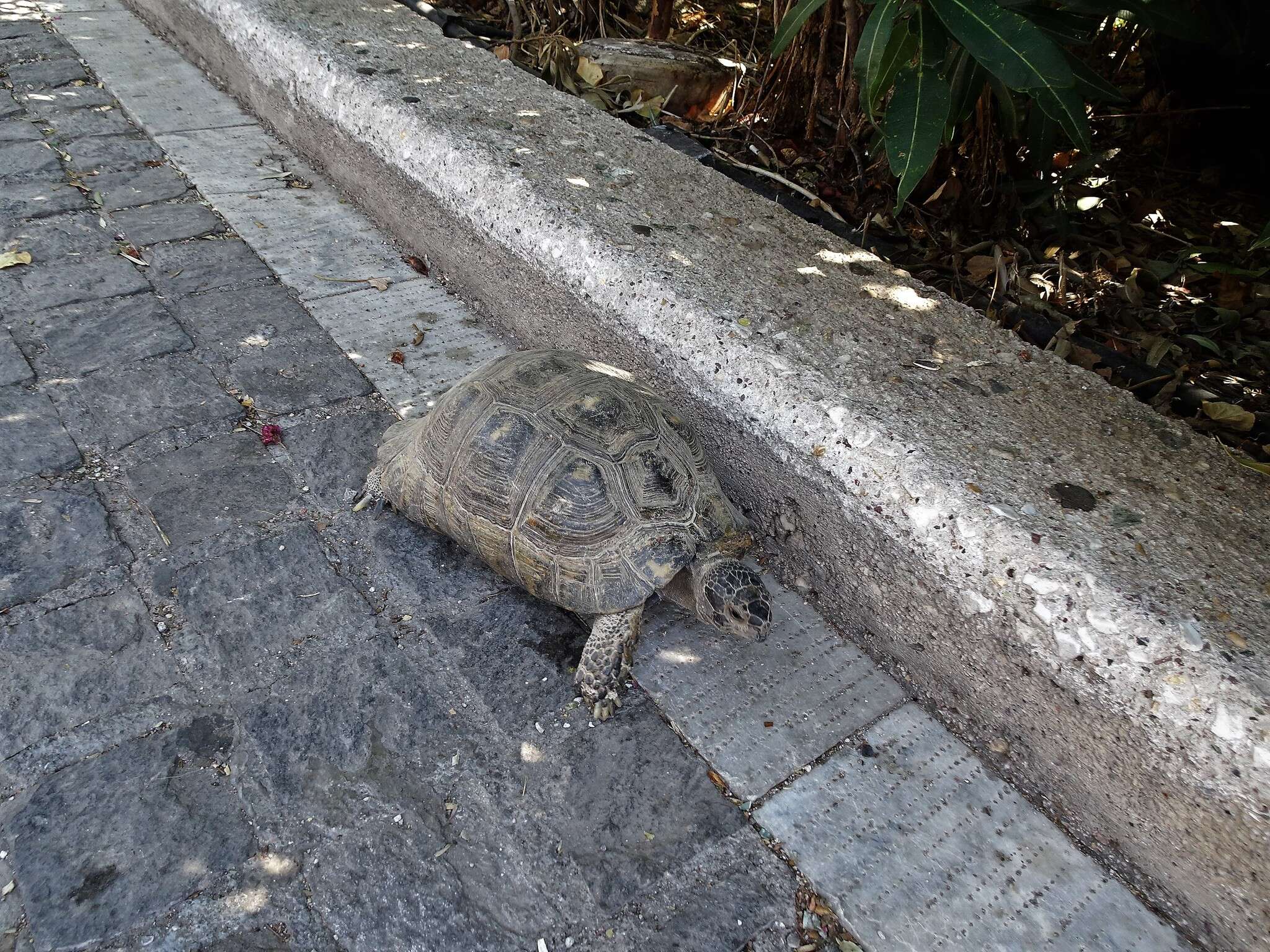 Image of Marginated Tortoise