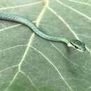 Leptophis ahaetulla occidentalis (Günther 1859) resmi