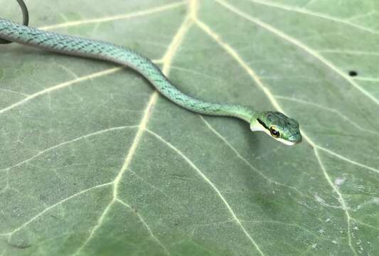 Imagem de Leptophis ahaetulla occidentalis (Günther 1859)