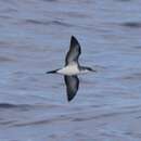 Image of Tropical Shearwater
