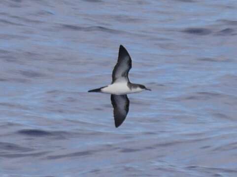Image of Tropical Shearwater