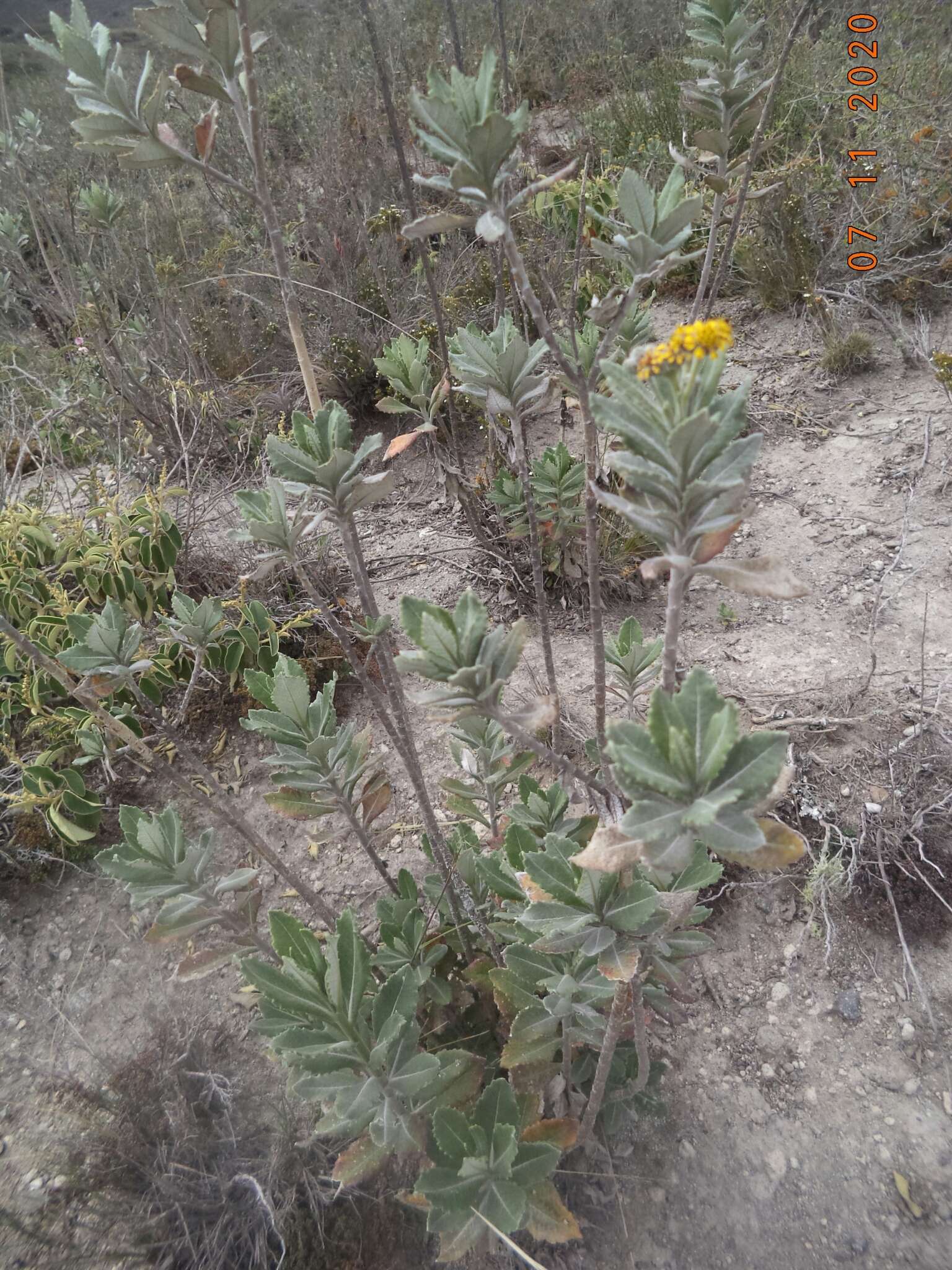 Image of Verbesina dentata (Humb. & Bonpl.) Kunth