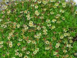 Imagem de Saxifraga sedoides L.