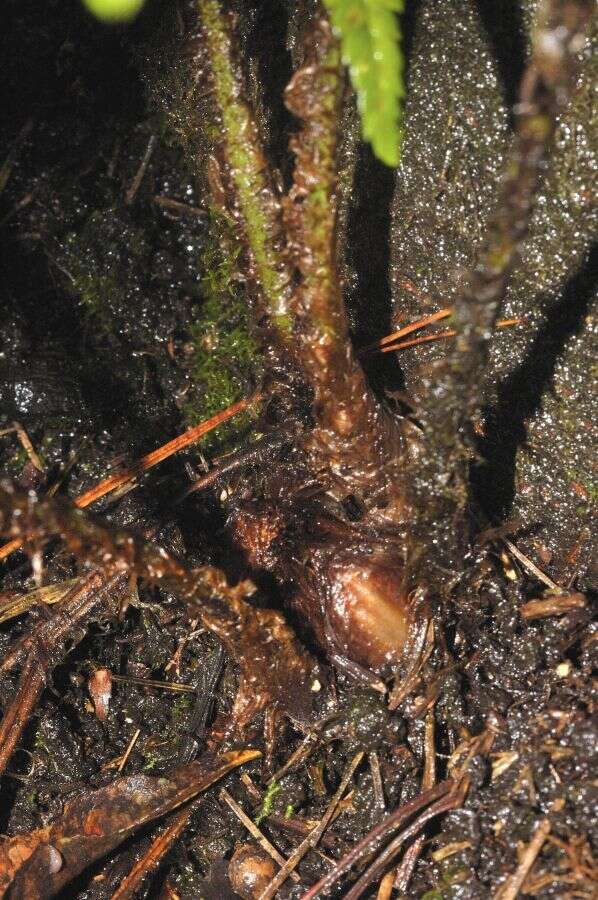 Image of Polystichum speciosissimum (A. Br. ex Kunze) Copel.