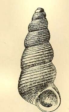 Image of Halistylus pupoideus (Carpenter 1864)