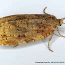 Image of Spruce Budworm