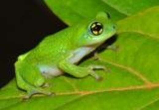 Image of Chalazodes bubble-nest frog