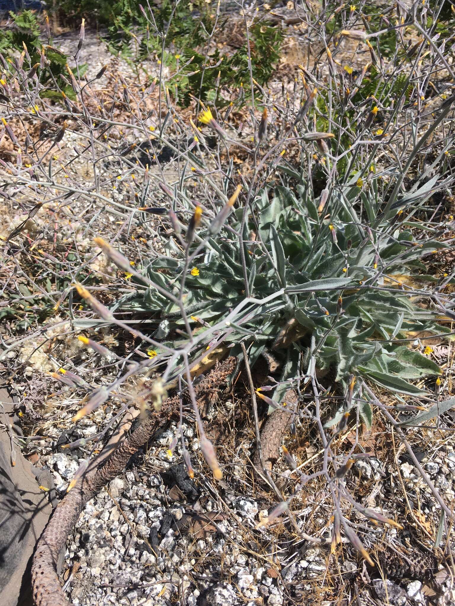 Image of Greene's hawkweed