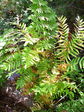 Image of Royal Fern