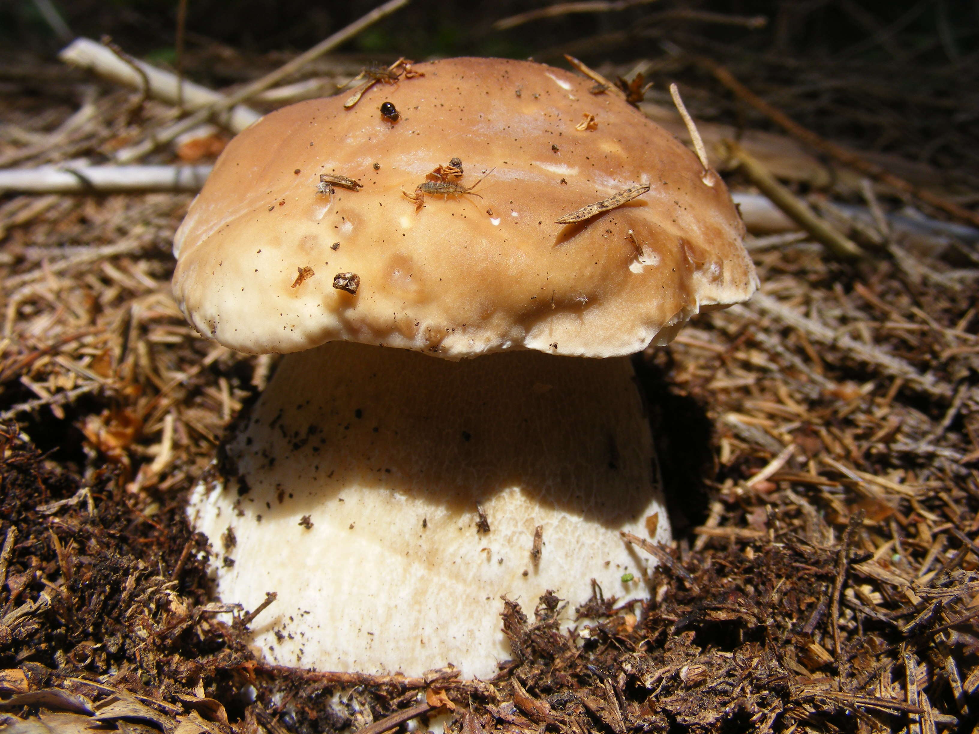 Image of Cep