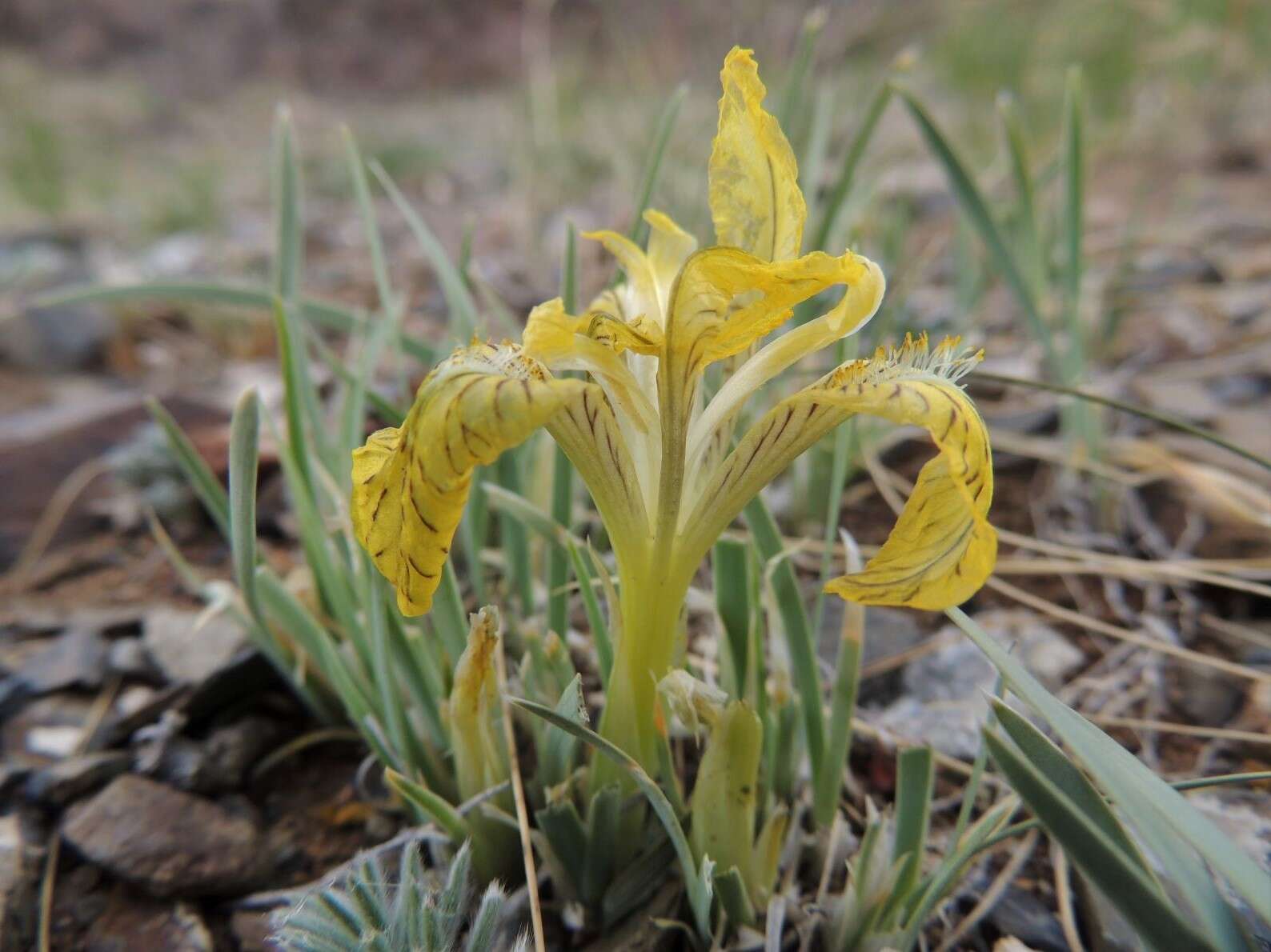 Image of Iris potaninii Maxim.