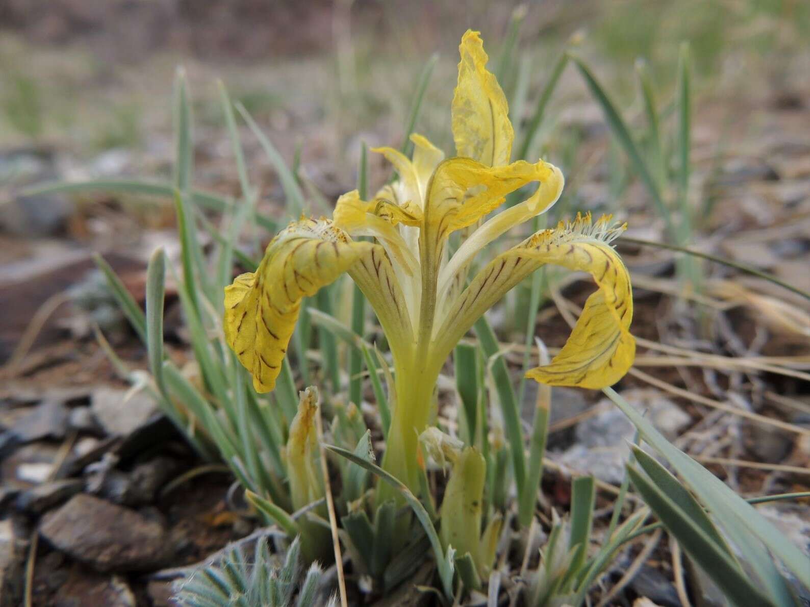 Image de Iris potaninii Maxim.