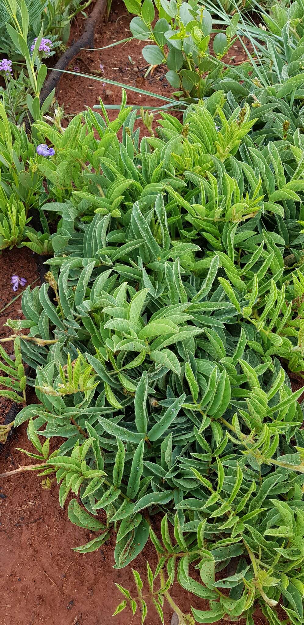 Image de Ophrestia oblongifolia (E. Mey.) H. M. L. Forbes