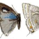 Image of Pilodeudorix caerulea