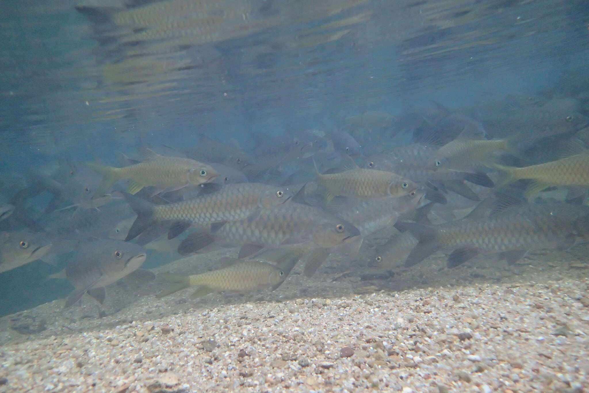 Neolissochilus soroides (Duncker 1904) resmi