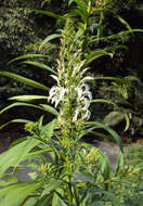 Lobelia nicotianifolia Roth resmi