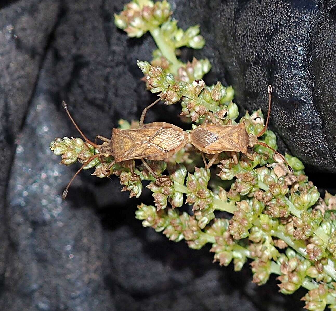 Image de Cletus similis Blöte 1935